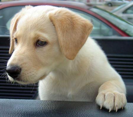 buffett_labrador_07.jpg_w450.jpg