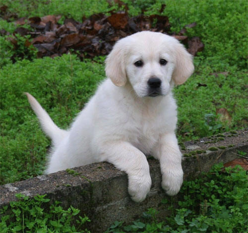 golden_retriever.jpg