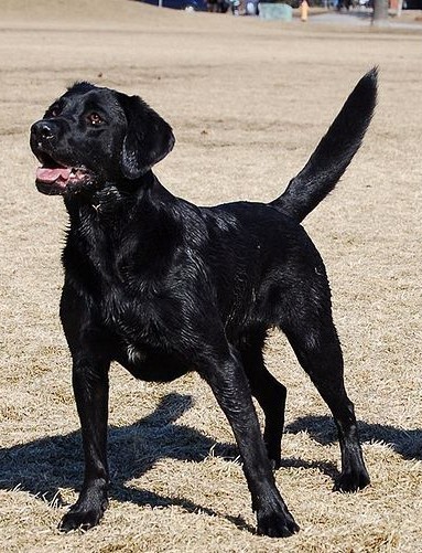 446350-img-vascas-vastip-vascas09-labrador-hlada-sa-lila.jpg