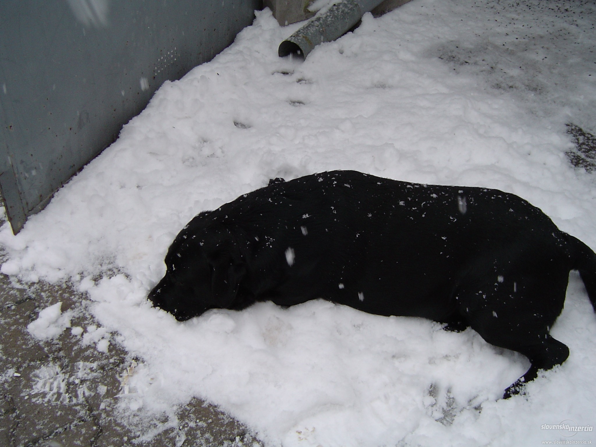 1357839-cierny-labrador-krytie-3.jpg
