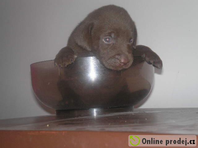 43927-hnedy_labrador.jpg