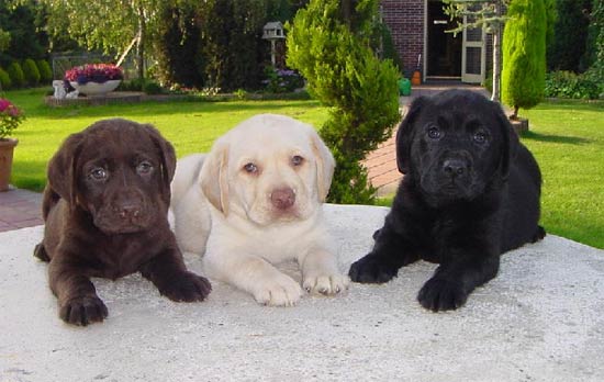 Labrador4.jpg