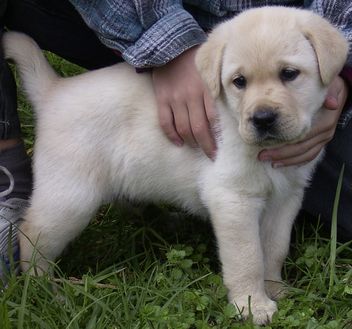 labrador-puppy-picture-060802blboy1.jpg