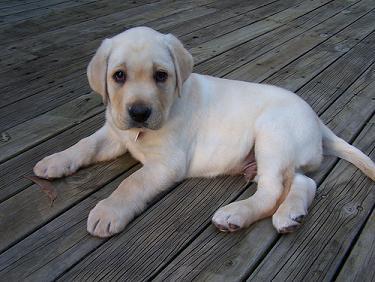 Labrador-Retriever-Pictures.jpg