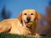 Break_Time_Yellow_Labrador.jpg